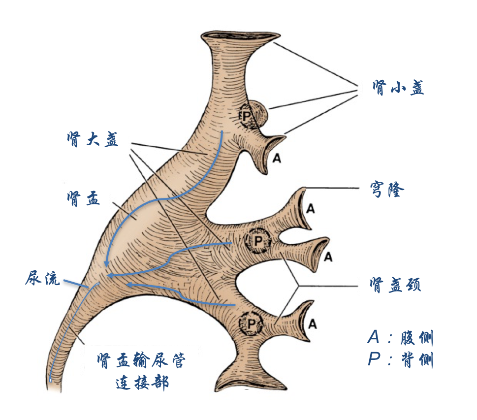 肾脏怎么会有套间(憩室)?