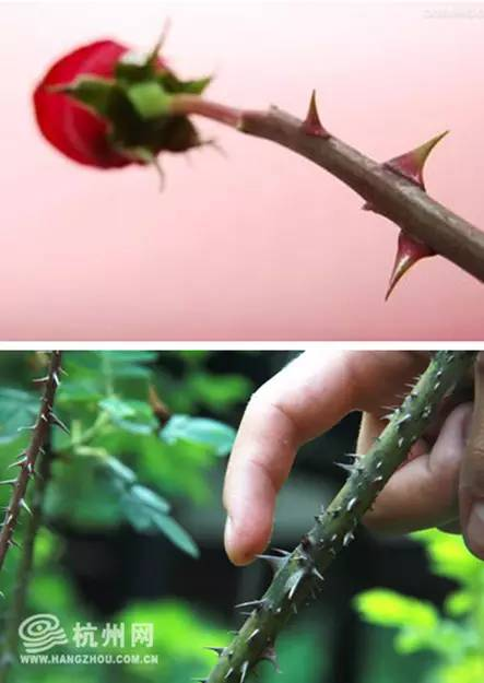 因为上边有很多的刺,但这种刺很稀疏,和真正的玫瑰花的刺比起来,真实