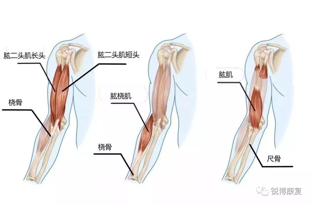 肱二头肌肌腱损伤01产生肩痛常见的原因有以下几种:当你确定用卧推的