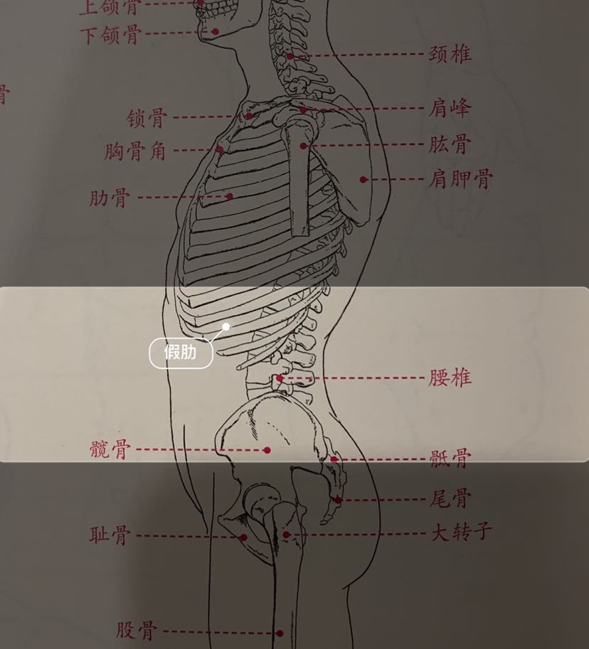 人体图腰的位置示意图图片