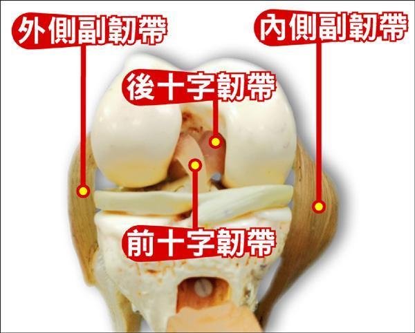 十字韧带的位置图片