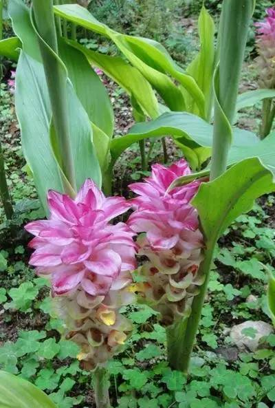 每天一味中草药郁金此郁金非彼郁金