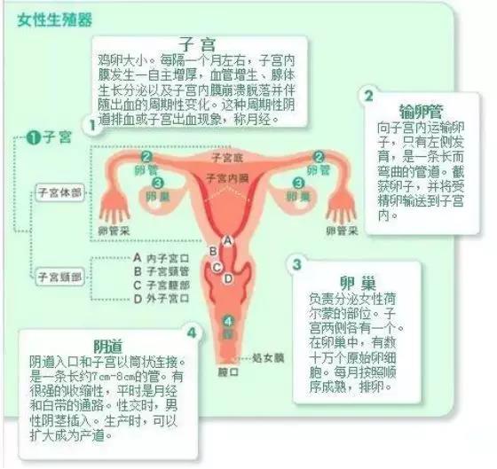 正常子宫大小是多少图片