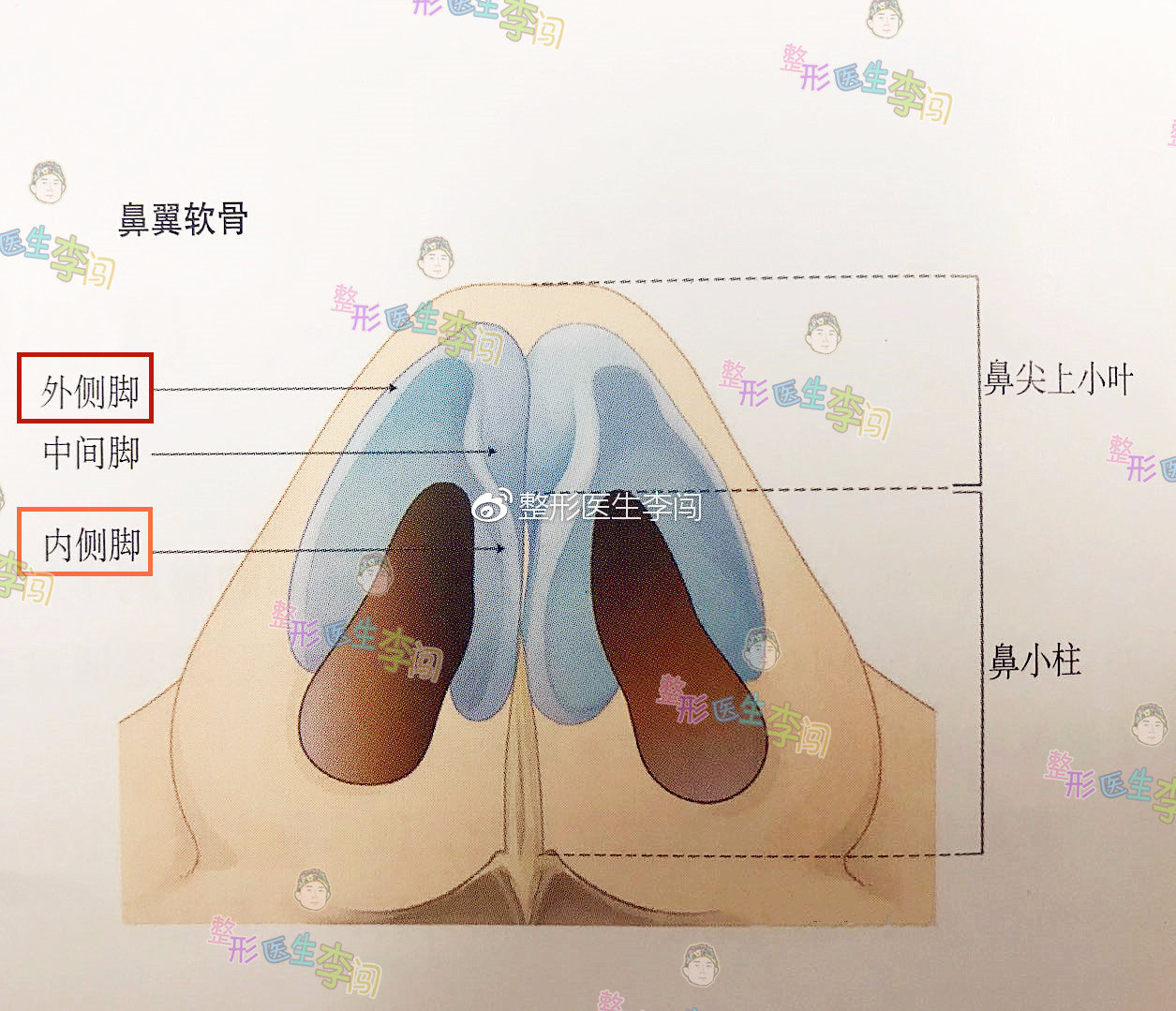 【案例】鼻翼整形的干货分享,你真的适合做外切吗?