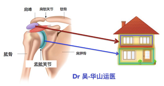 肩解剖2层楼.JPG