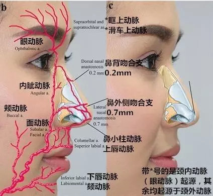 鼻背血管分布图图片