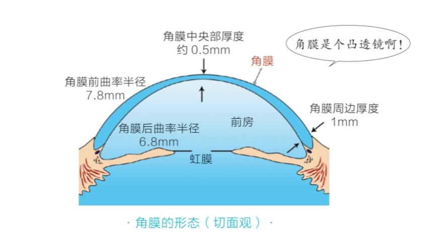 角膜横径图片