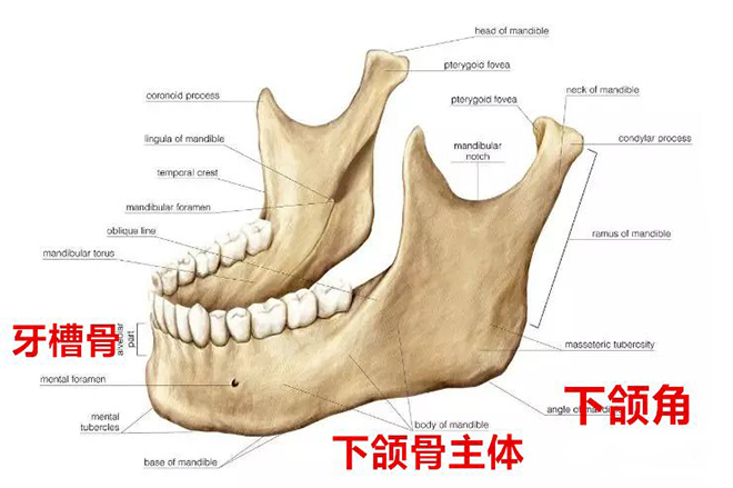 牙槽骨结构.jpeg