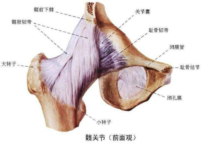 拍片髋关节一切正常股但是骨头痛是怎么回事?