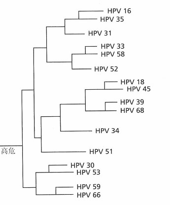 hpv是一种属于乳多空病毒科的乳头瘤空泡病毒a属,是球形dna病毒,主要