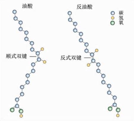 反式脂肪酸结构式图片