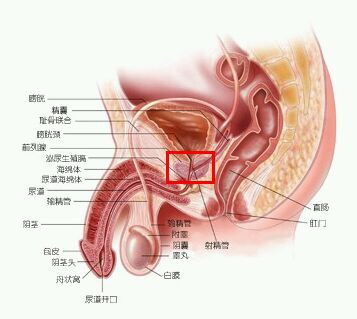 男性如何保养自己的前列腺呢?