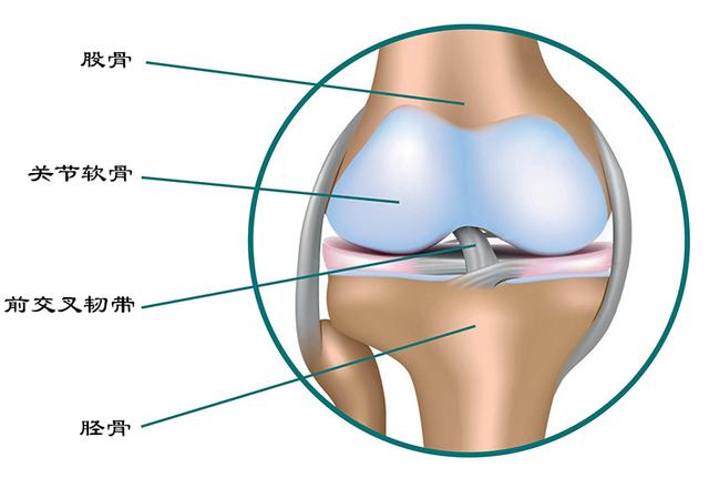 关节唇图片结构图图片