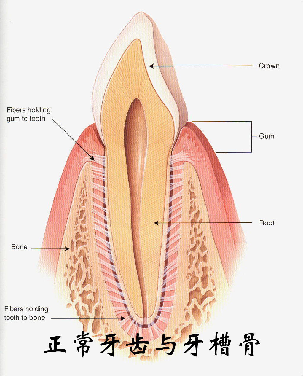 牙齿与牙槽骨jpg