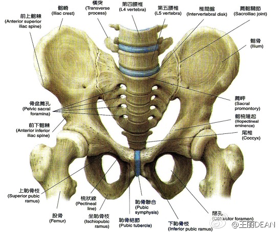 骶髋部位置图片