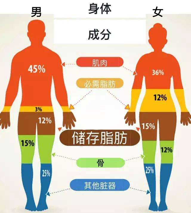 比重,水分含量等,如下图,其实正常人的必需脂肪含量占的比重并不高