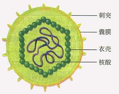 病毒最简单的结构