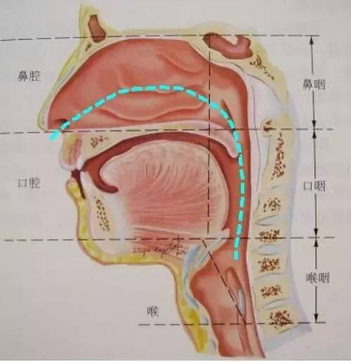 舌头位置向下压,口腔的空间就变大了,舌尖顶到牙齿,导致牙齿一直受到