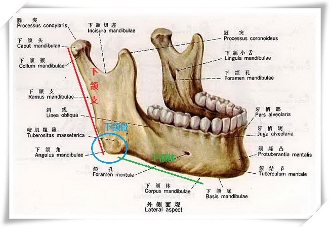 面下部呈弓形围成口腔的前壁和侧壁让我们先来看下正常发育的下颌骨