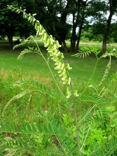 苦参麻草药图片图片