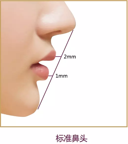 鼻子的三点一线比例.jpg