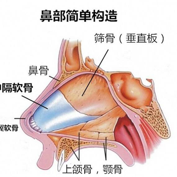 挺俏的美鼻谁不想有,可惜我有鼻炎!