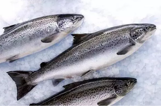 国内1/3的"三文鱼"产自青藏高原 能放心吃吗?