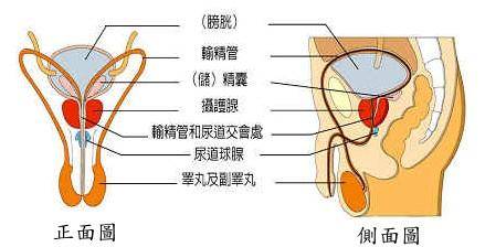 男性结扎会不会影响性功能?