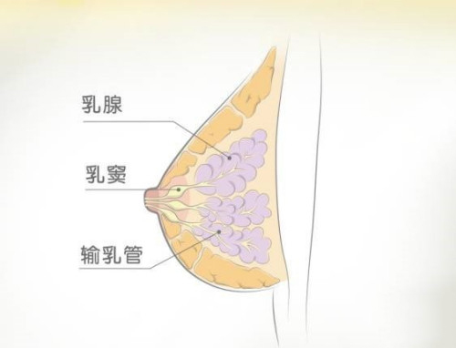 乳腺组织 正常图片
