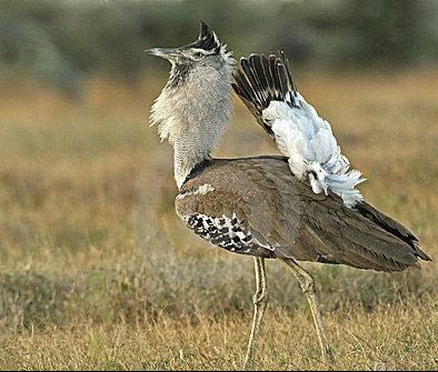西游记中生孩子那些事儿:孙猴变身花鸨和二郎神斗法,有何玄机?