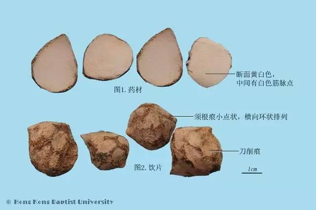 三棱莪术图片大全大图图片