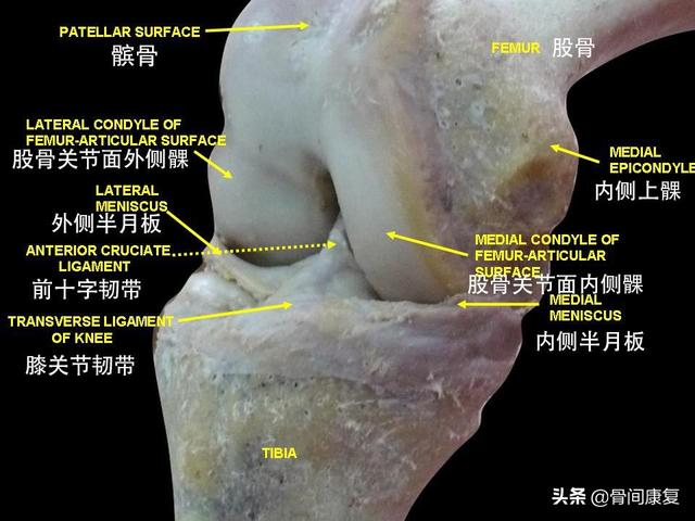 科普:前叉韧带断裂后,医生帮你接的韧带可能来自别人的尸体!_黄涛__爱问健康