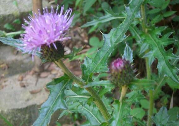 止血毛叫什么名字长在路边的七种止血草药，农村很常见!_https://www.jmylbn.com_新闻资讯_第1张