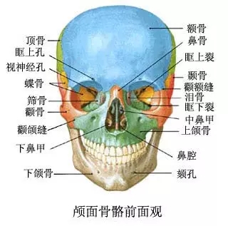 我们的脸型主要是靠颌骨特别是下颌骨支撑的,下颌角的大小是脸型的