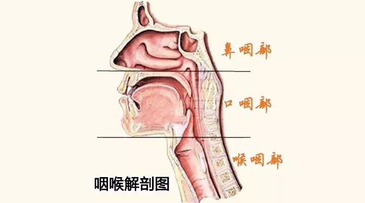 殊不知,慢性咽炎就像披着羊皮的狼它到来的同时,可能也会带来其他的