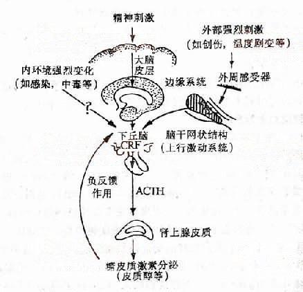 糖皮质激素治疗红斑狼疮的是与非