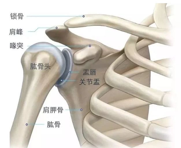 肩峰喙突图片