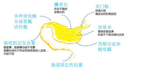 新生儿的胃示意图图片