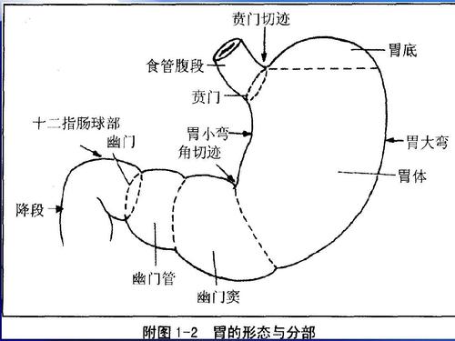 胃的四种形状图片图片