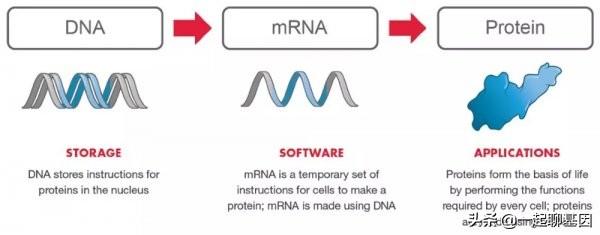 病毒的变异速度快,而新冠病毒又和流感病毒一样,结构为单链rna,更加