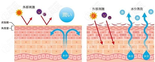 立肤保怎么用看完这一篇,关于“肌肤保湿”的难题立马解开_https://www.jmylbn.com_新闻资讯_第4张