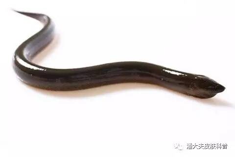黄鳝血真的可以治疗带状疱疹吗_潘廷猛_副主任医师_爱问健康