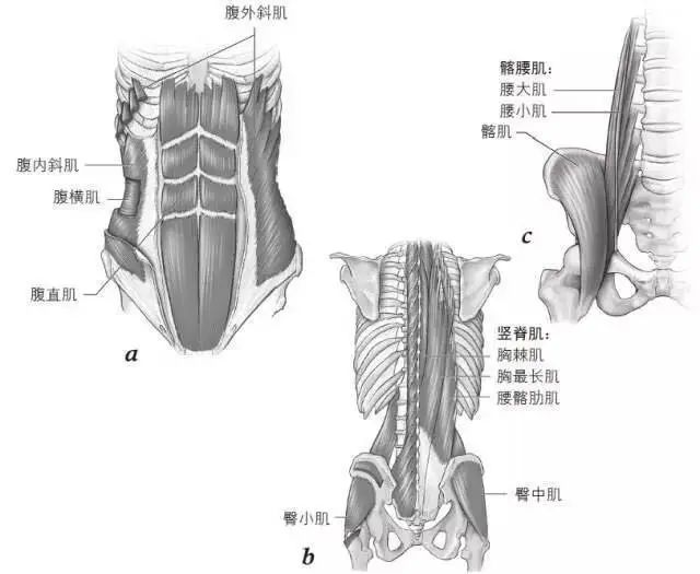 从小被要求的“挺直腰板”,竟然是错的?!_陈博闻__爱问健康