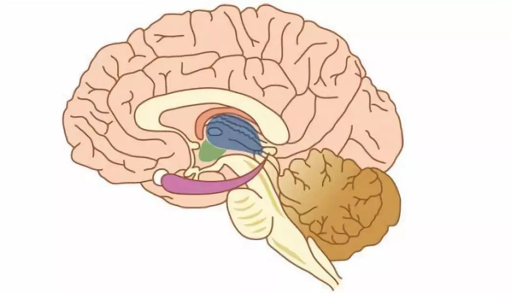高热惊厥是癫痫吗?癫痫和高热惊厥到底啥关系?_刘红__爱问健康
