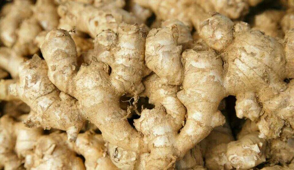 每天介绍一味中草药辛温解表类之六----生姜