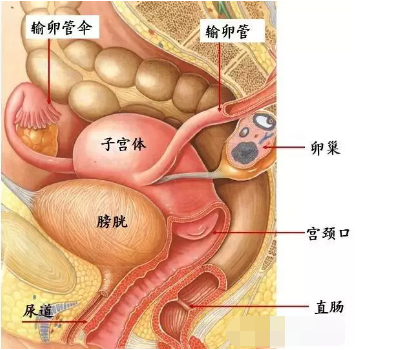 腹部的中间部位