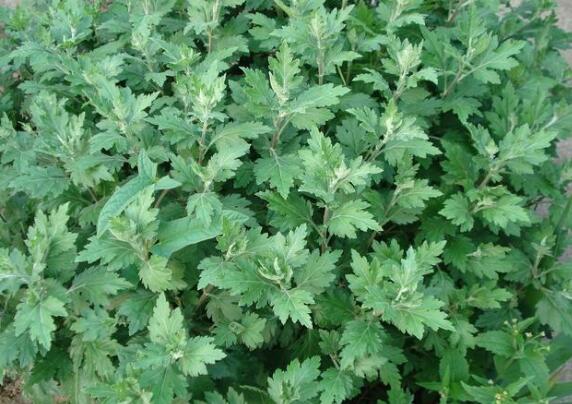 止血毛叫什么名字长在路边的七种止血草药，农村很常见!_https://www.jmylbn.com_新闻资讯_第2张