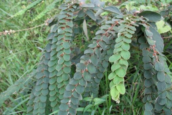 止血毛叫什么名字长在路边的七种止血草药，农村很常见!_https://www.jmylbn.com_新闻资讯_第6张