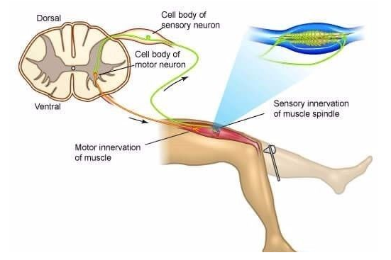 骨骼肌牵张反射示意图图片