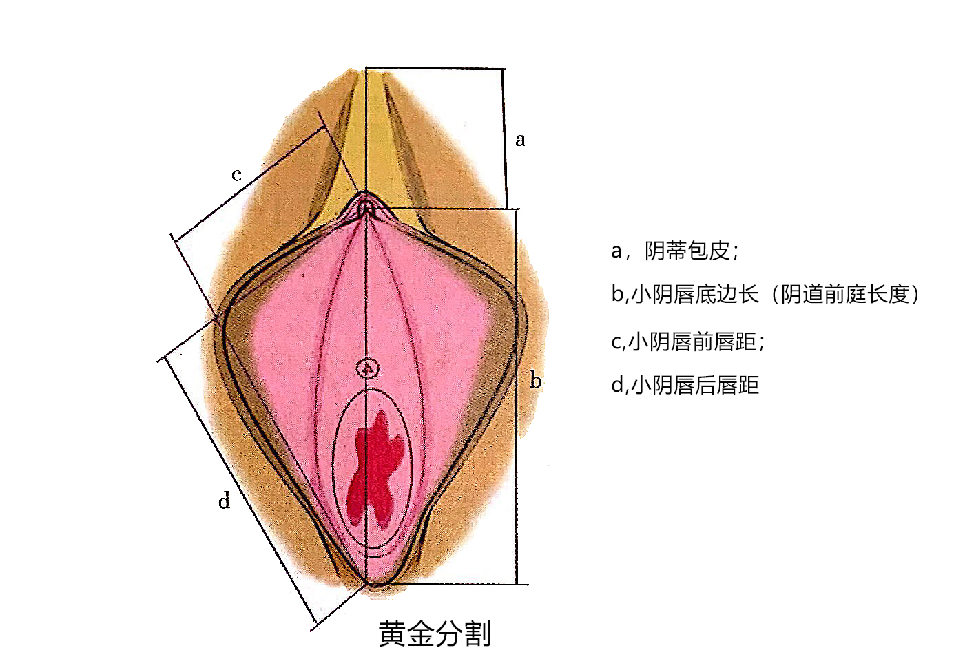 黄金分割.jpg